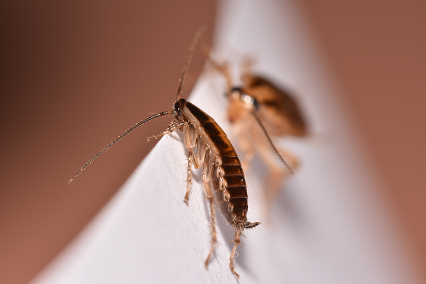 NY Exterminator 247 Pest Control NYC Roach 