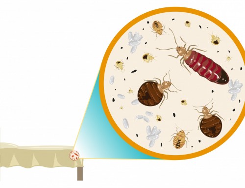How to Find Bed Bugs On Your Own