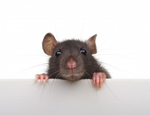 The Ultimate Guide to Rodent Extermination: How to Get Rid of Rats and Mice