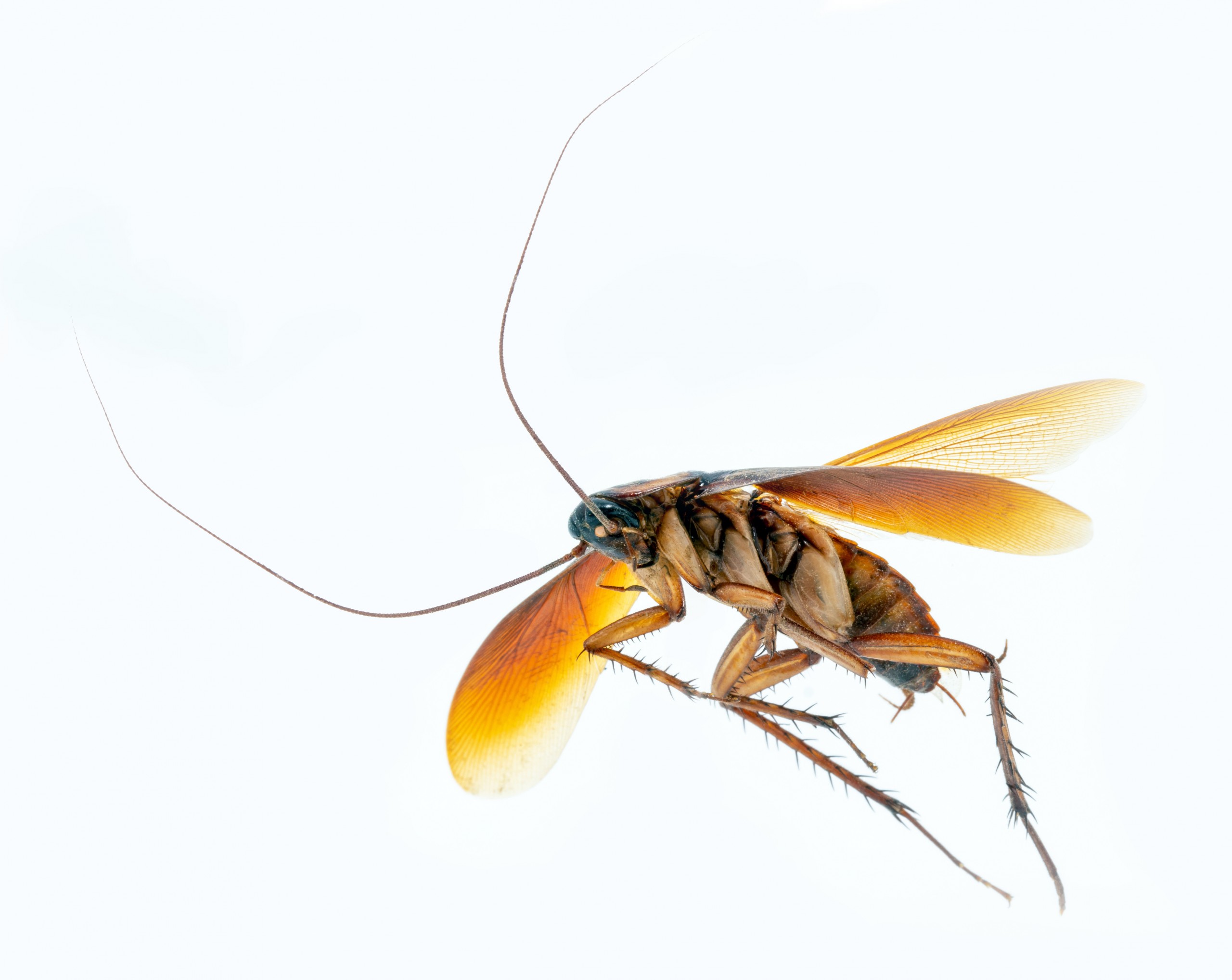 All About Flying Cockroaches In Nyc Pest Control Nyc Best Pest Exterminators 