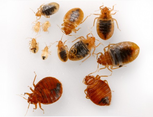 Myths and Facts About Bed Bugs and Bed Bug Control