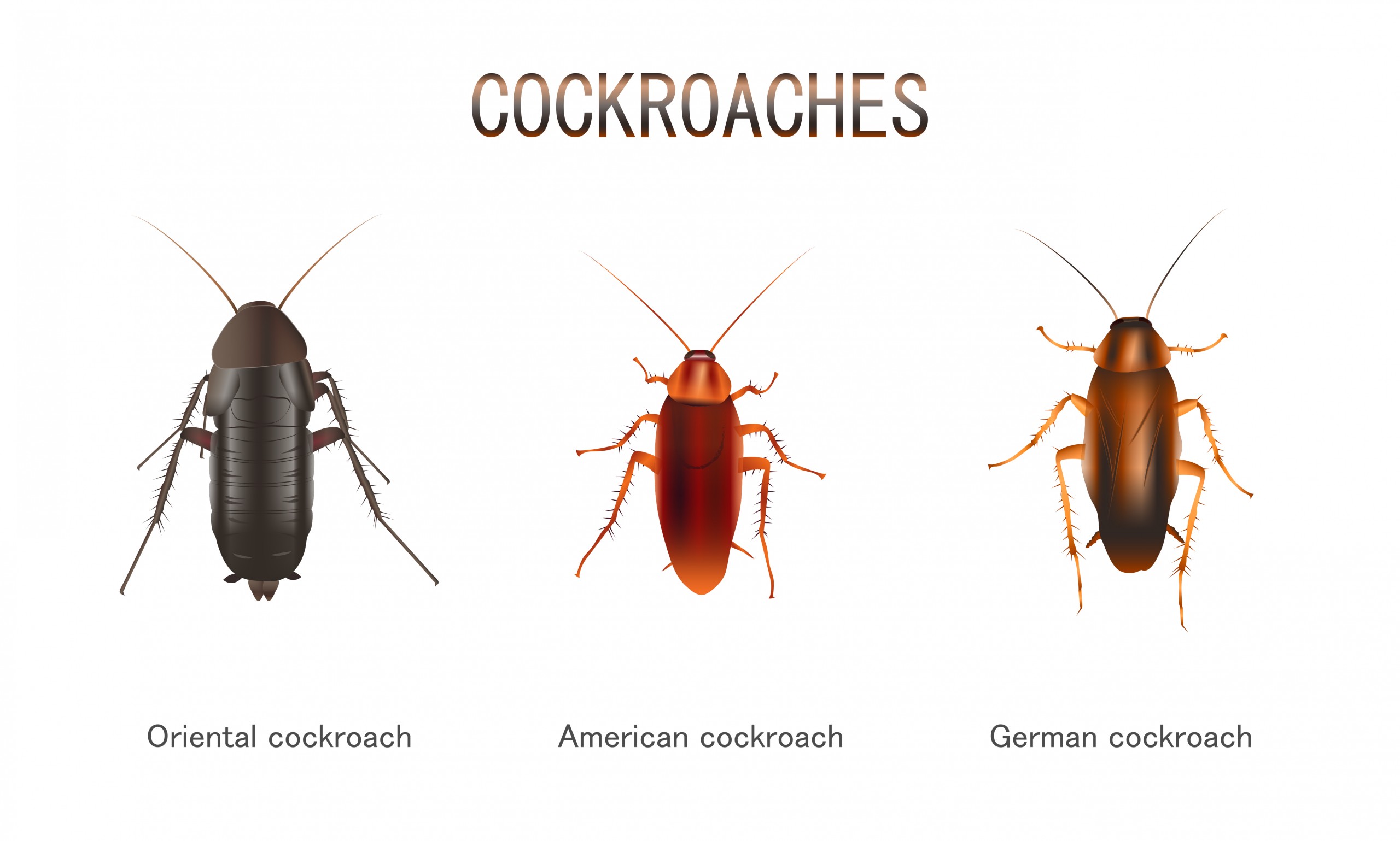 Types Of Cockroaches That Live In Nyc Pest Control Nyc Best Pest