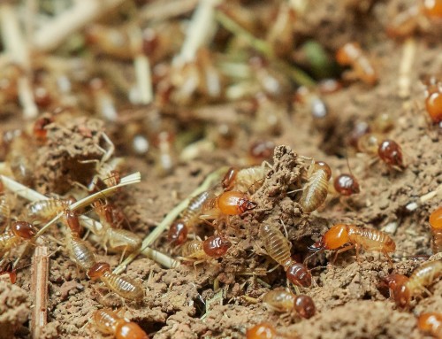 Early Warning Signs of Termites at Your Property