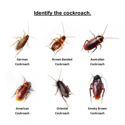 Types Of Roaches In New York 400x400 