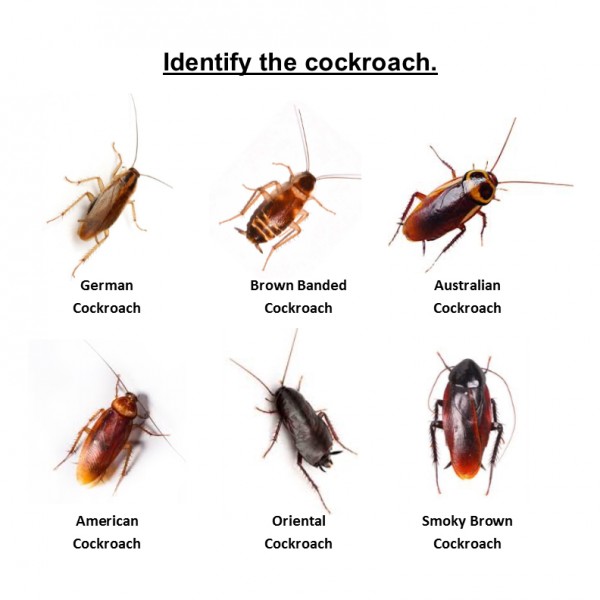 Types Of Cockroaches That Live In Nyc Pest Control Nyc Best Pest