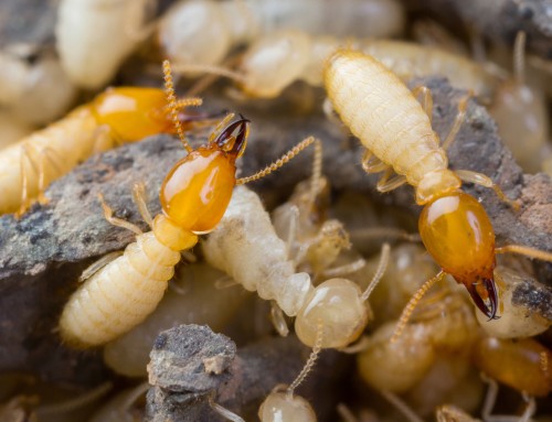 How to Prepare for Termite Season in NYC