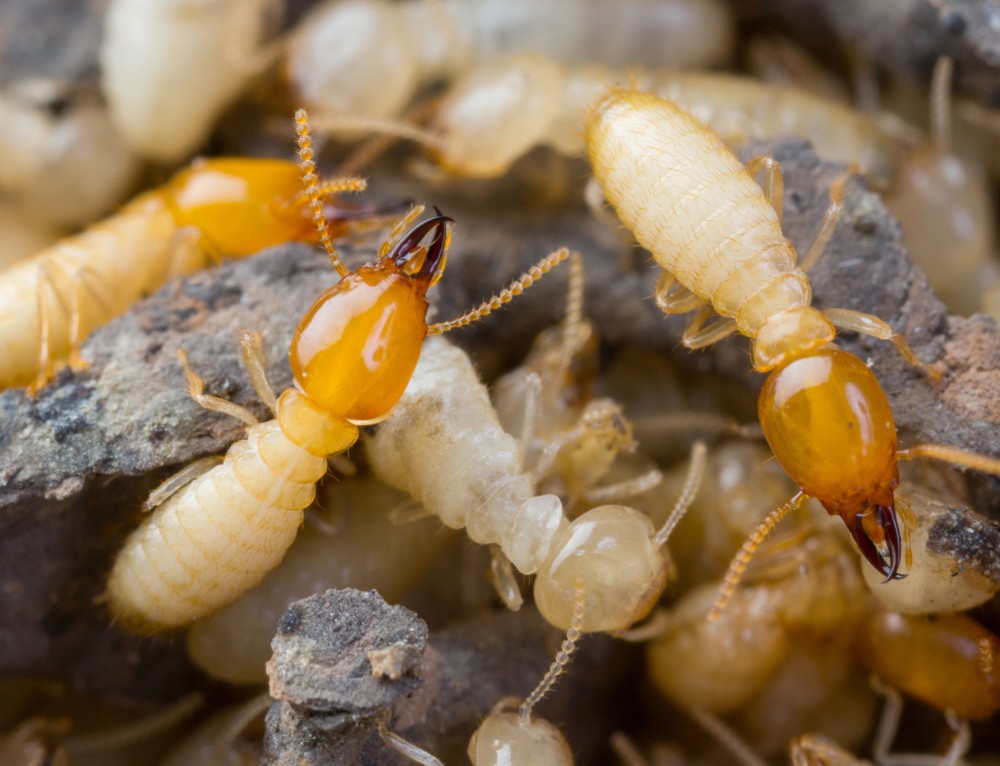 How to Prevent Termites in New York Pest Control NYC Best Pest