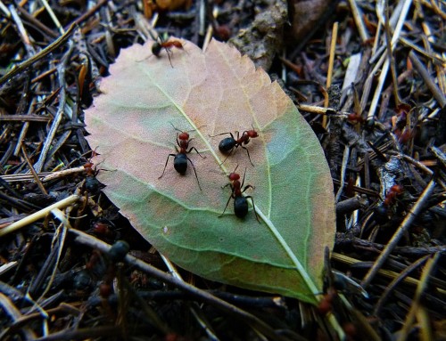 The Ultimate Guide to Carpenter Ant Extermination: Tips and Tricks