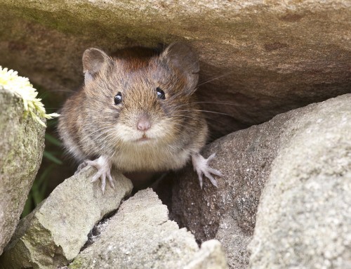 What Is Hantavirus and Why Should New York Homeowners Be Concerned?
