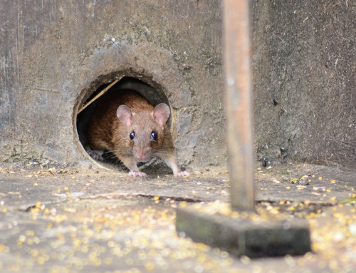 Rodent Problems in Historic Homes
