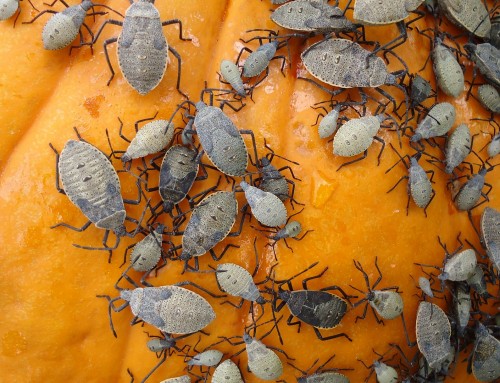 Types of Fall Pests in NYC