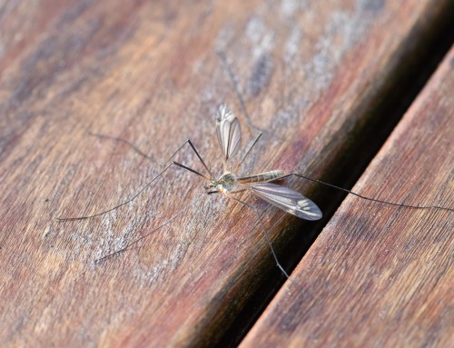 Where Do Mosquitoes Go During the Winter?