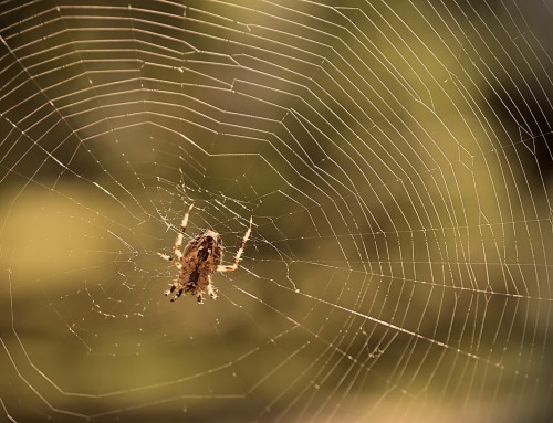 Pros and Cons to Using Spiders as Natural Pest Control