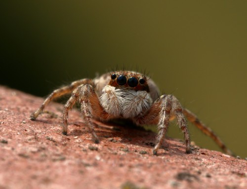 Web Building Spiders vs Crawling Spiders: How We Treat Each Kind