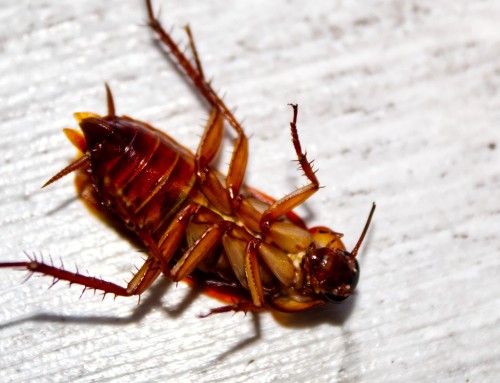 The Ultimate Guide to Cockroach Extermination: Effective Methods and Prevention Tips