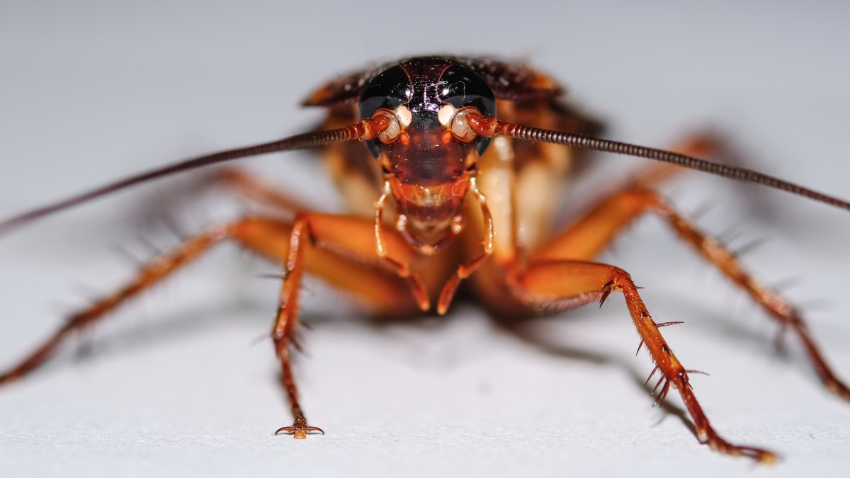 Types of Cockroaches that live in NYC | Pest Control NYC - Best Pest ...