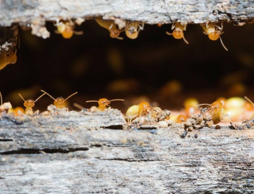 How Termites Get into Your Property