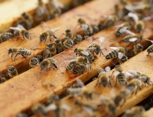Beehive Removal – What Comes After the Bee Control Process