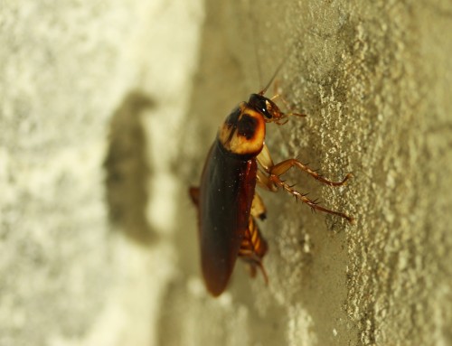 Does Diatomaceous Earth Work for Cockroach Control?