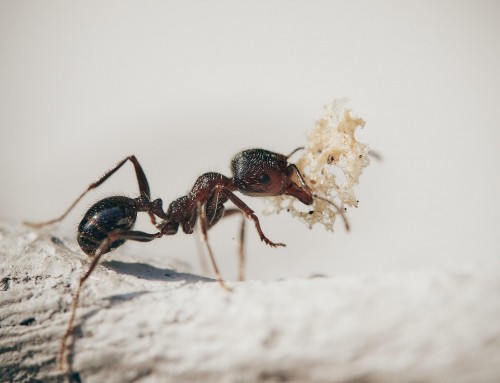 What are Ants Eating in Your House?