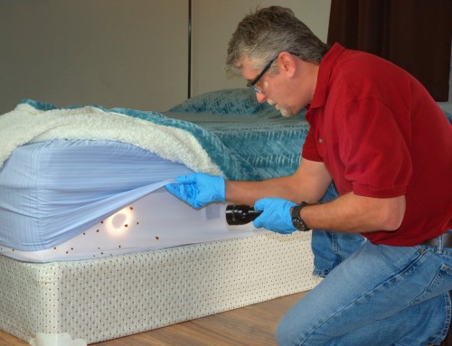 What to Know About Bed Bug Treatments