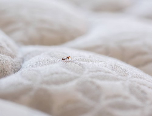 Bed Bug Safety Tips for Your AirBnB Rental