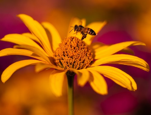 Bee Activity is Likely to Increase in NYC – Here’s What You Can Expect