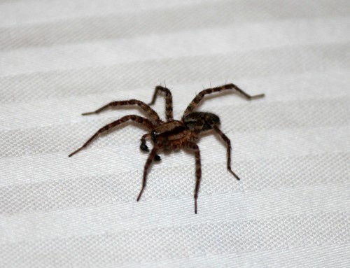 The Ultimate Guide to Spider Removal: Say Goodbye to Eight-Legged Intruders