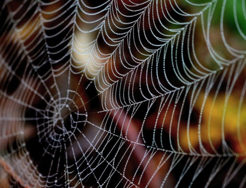 Why Pesticides Cannot Eliminate 100% of Spiders