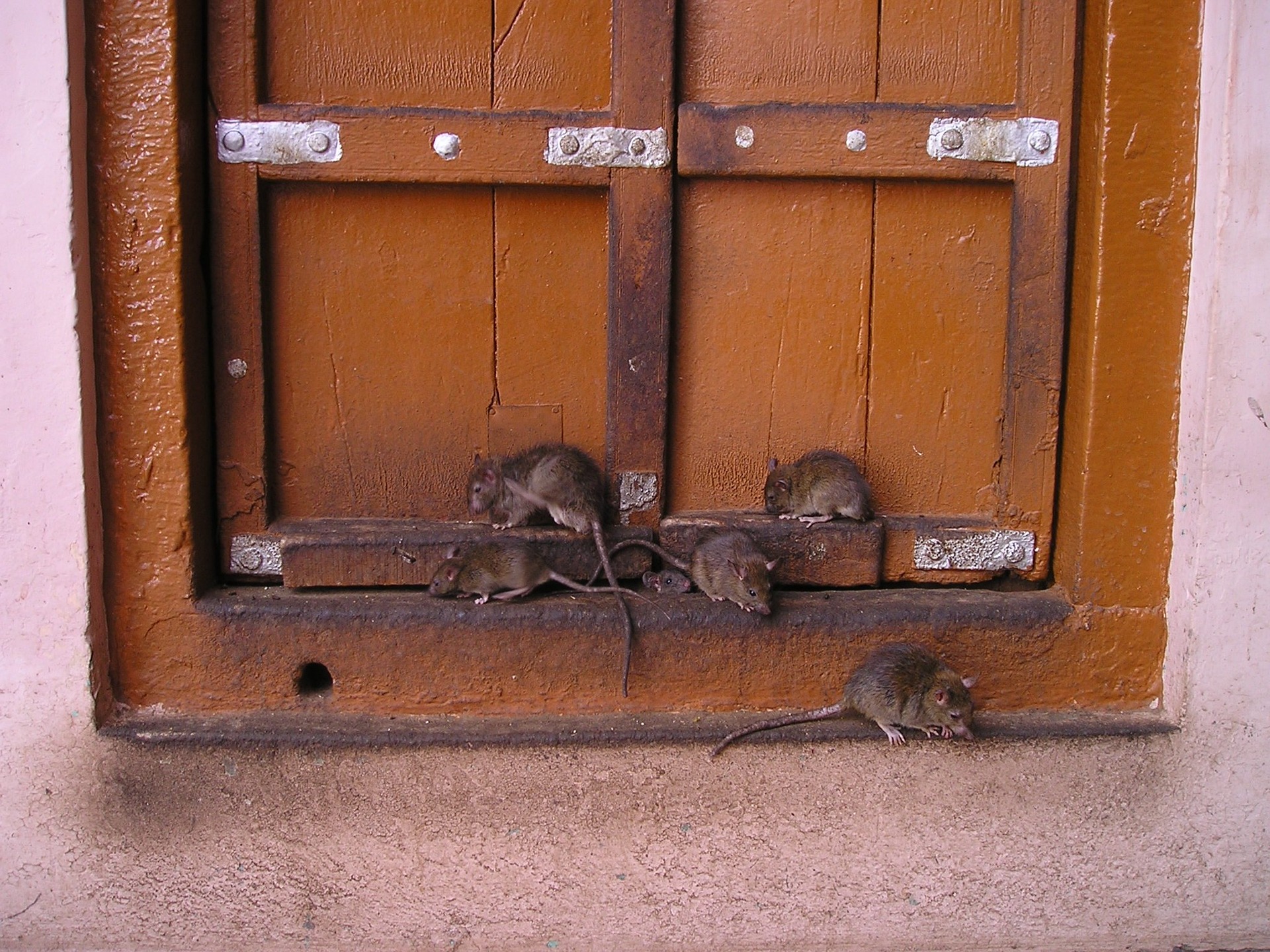 How to Keep Mice Away from Your Office Building - ProHealth Pest Control