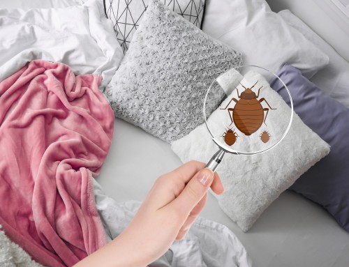 The Ultimate Guide to Bed Bug Removal: Tips and Tricks