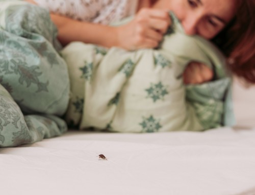 Preventing Visitors from Bringing Bed Bugs into Your Home