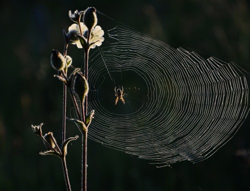 All About Spider Webs