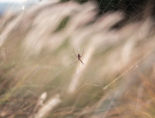 Why You are Seeing More Spiders This Fall
