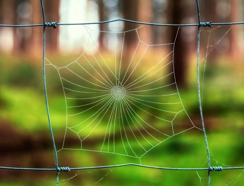 Spider Control for Web Weaving vs Crawling Spiders